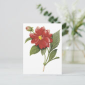 Botanische Ilistration der roten Blume; Dahlia Postkarte (Stehend Vorderseite)