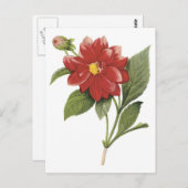 Botanische Ilistration der roten Blume; Dahlia Postkarte (Vorne/Hinten)