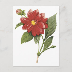 Botanische Ilistration der roten Blume; Dahlia Postkarte