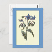 Botanische Illustration "Borage" Postkarte (Vorne/Hinten)