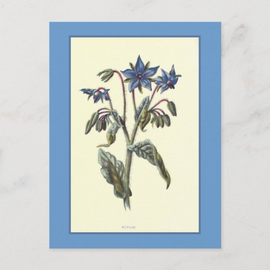 Botanische Illustration "Borage" Postkarte (Vorderseite)
