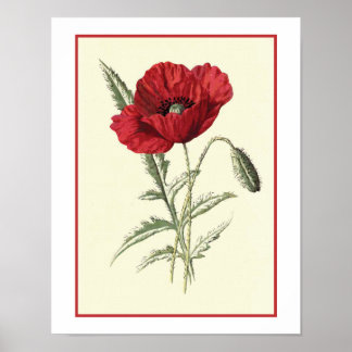 Botanische Illustration "Common Poppy" Poster