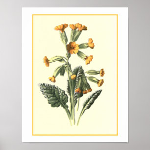 Botanische Illustration "Cowslip" Poster