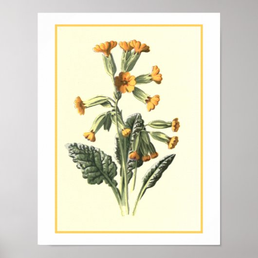 Botanische Illustration "Cowslip" Poster (Vorne)