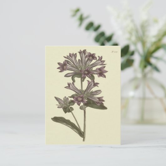 Botanische Illustration der geballten Blume Postkarte (Stehend Vorderseite)