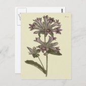 Botanische Illustration der geballten Blume Postkarte (Vorne/Hinten)