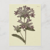 Botanische Illustration der geballten Blume Postkarte (Vorderseite)