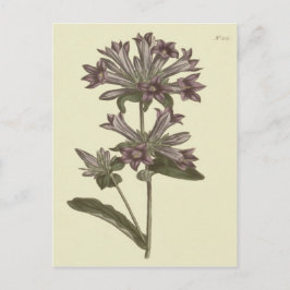 Botanische Illustration der geballten Blume Postkarte