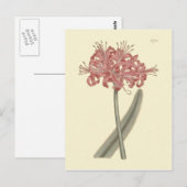 Botanische Illustration der Graublättrigen Amaryll Postkarte (Vorne/Hinten)
