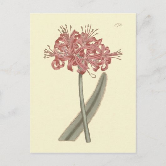 Botanische Illustration der Graublättrigen Amaryll Postkarte (Vorderseite)