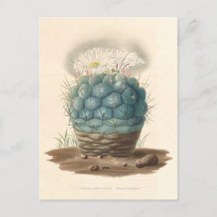 Botanische Illustration der Kaktus aus dem Jahr 18 Postkarte