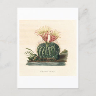 Botanische Illustration der Kaktus aus dem Jahr 18 Postkarte