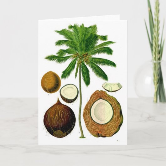Botanische Illustration der Kokospalme Karte (Vorderseite)