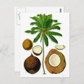 Botanische Illustration der Kokospalme Postkarte (Vorne/Hinten)