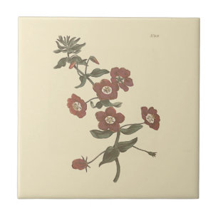 Botanische Illustration der Strauchigen Pimpernell Fliese
