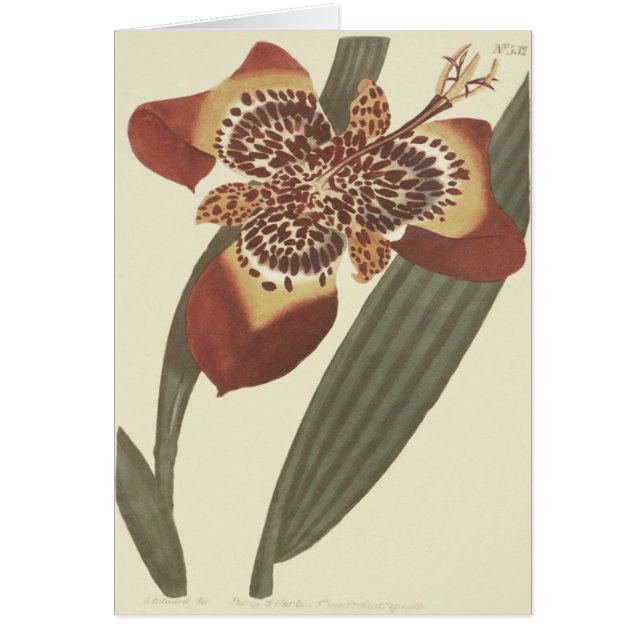Botanische Illustration der Tiger-Blume (Vorne)