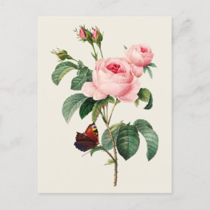Botanische Illustration der Vintage-Kohlrose Postkarte
