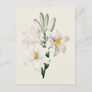 Botanische Illustration der Weißen Lilie im Vintag Postkarte