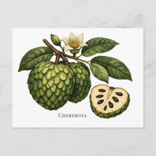 Botanische Illustration des Cherimoya-Fruchtzweigs Postkarte