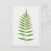 Botanische Illustration des Fern Leaf Postkarte (Vorderseite)