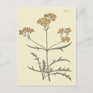 Botanische Illustration des Sibirischen Baldrians Postkarte
