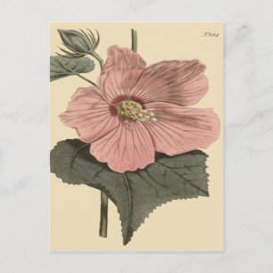 Botanische Illustration des Sumpfeibisch Postkarte