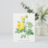 Botanische Illustration des Vintagen Gelbroses Postkarte (Stehend Vorderseite)