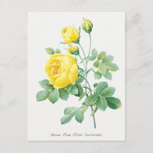 Botanische Illustration des Vintagen Gelbroses Postkarte
