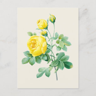 Botanische Illustration einer alten gelben Rose Postkarte