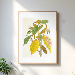 Botanische Illustration einer alten Kakaopflanze Poster