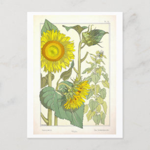 Botanische Illustration einer alten Sonnenblume Postkarte