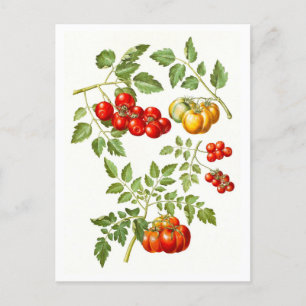 Botanische Illustration einer alten Tomate Postkarte