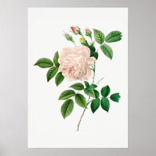 Botanische Illustration einer blassen rosa Rose (o Poster