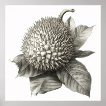 Botanische Illustration einer Durian Fruit