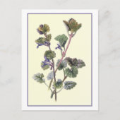 Botanische Illustration "Ground Ivy" Postkarte (Vorderseite)