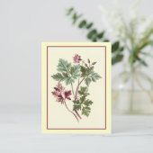 Botanische Illustration "Herb Robert" Postkarte (Stehend Vorderseite)