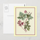 Botanische Illustration "Herb Robert" Postkarte (Vorne/Hinten)