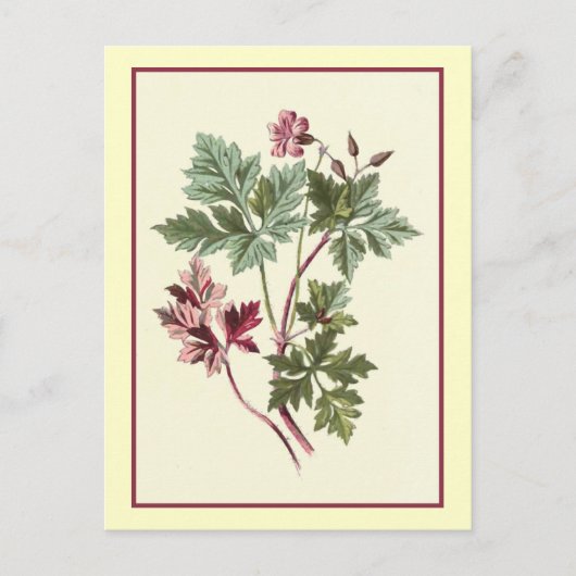Botanische Illustration "Herb Robert" Postkarte (Vorderseite)