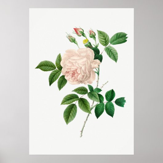 Botanische Illustration in blassrosa Rose (kein Te Poster (Vorne)