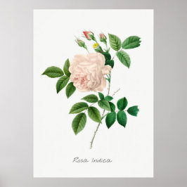 Botanische Illustration in Pellrosa Poster