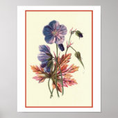 Botanische Illustration "Meadow Cranesbill" Poster (Vorne)
