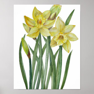 Botanische Illustration Poster