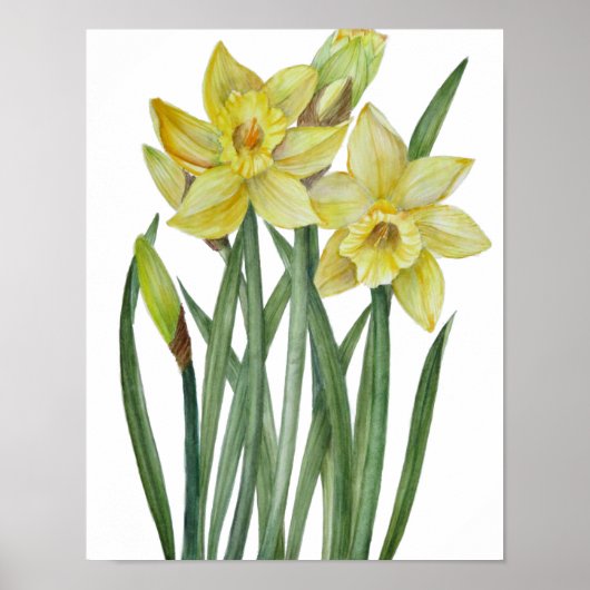 Botanische Illustration Poster (Vorne)