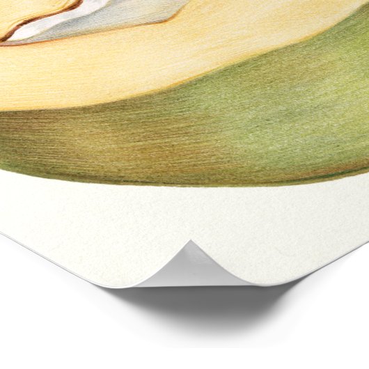 Botanische Illustration Poster (Ecke)