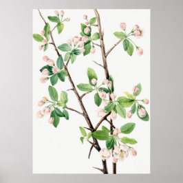 Botanische Illustration Poster