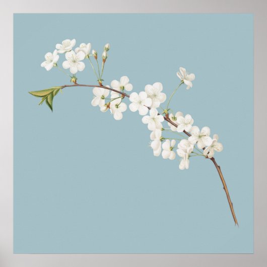Botanische Illustration Poster (Vorne)