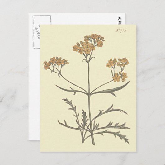 Botanische Illustration Postkarte (Vorne/Hinten)