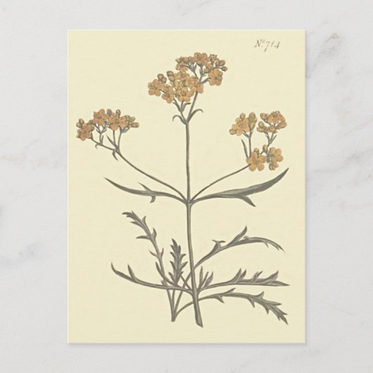Botanische Illustration Postkarte (Vorderseite)