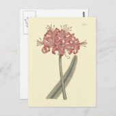 Botanische Illustration Postkarte (Vorne/Hinten)