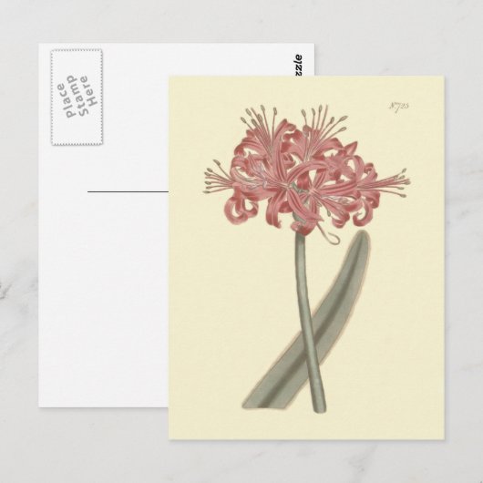 Botanische Illustration Postkarte (Vorne/Hinten)